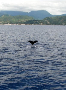 Whales in Dominica, Photo by Steve McCabe