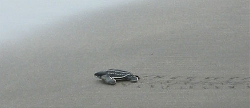 Young Leatherback Heads for the See
